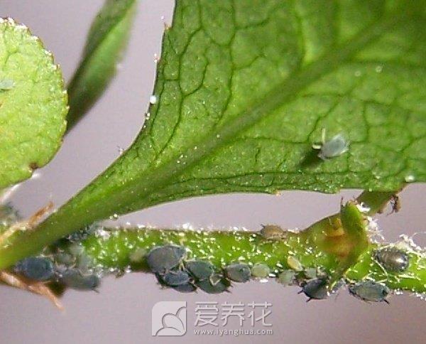 花卉的虫害及防治方法(图2)