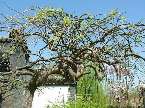 [从零开始学养花]花卉按照观赏部位分类(图7)