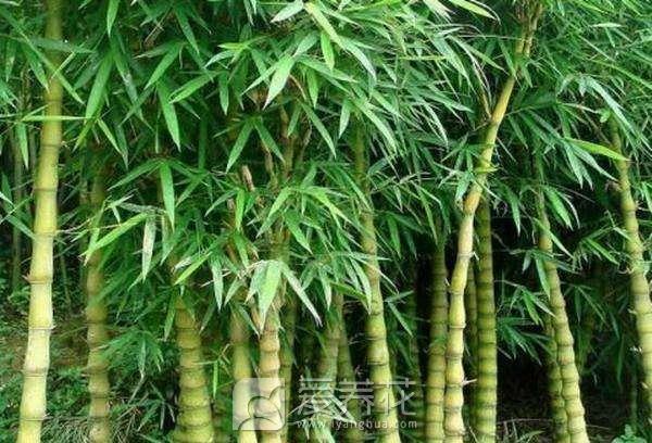 [从零开始学养花]花卉按照观赏部位分类(图4)