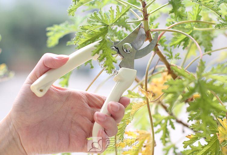 [从零开始学养花]日常应如何进行花卉修剪(图1)