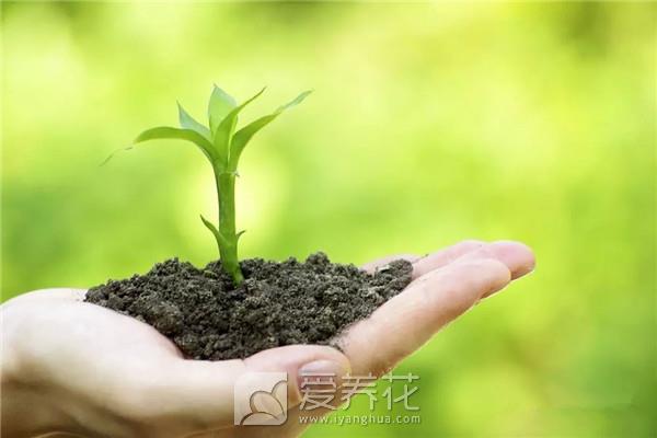 养好花就要用好土，花卉绿植培养土的配制方法和注意事项(图1)