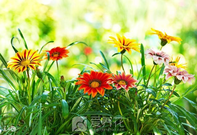 花卉营养不良的7种表现有哪些 花卉缺铁缺镁(图2)