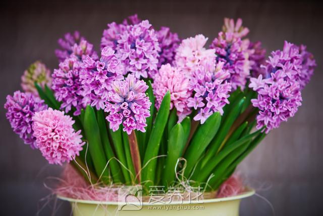 新买的花卉和绿植该如何养护？(图1)