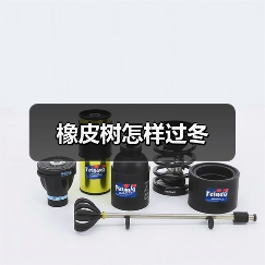 橡皮树怎样过冬(图3)