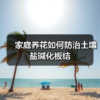 家庭养花如何防治土壤盐碱化板结(图2)