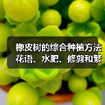 橡皮树的综合种植方法 花语、水肥、修剪和繁殖(图1)