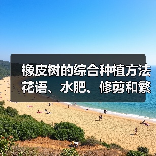 橡皮树的综合种植方法 花语、水肥、修剪和繁殖(图3)