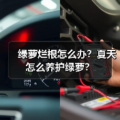 绿萝烂根怎么办？夏天怎么养护绿萝？(图2)