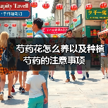 芍药花怎么养以及种植芍药的注意事项(图3)