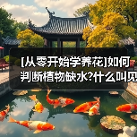 [从零开始学养花]如何判断植物缺水?什么叫见干见湿?三分钟学会浇花方法(图4)