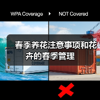 春季养花注意事项和花卉的春季管理(图4)