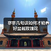 寥寥几句谈如何才能养好盆栽玫瑰花(图2)
