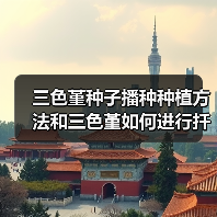 三色堇种子播种种植方法和三色堇如何进行扦插繁殖(图3)