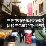 三色堇种子播种种植方法和三色堇如何进行扦插繁殖(图2)