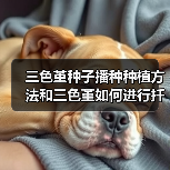 三色堇种子播种种植方法和三色堇如何进行扦插繁殖(图4)