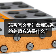 瑞香怎么养？盆栽瑞香的养殖方法是什么？(图3)