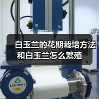 白玉兰的花期栽培方法和白玉兰怎么繁殖(图2)