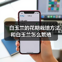 白玉兰的花期栽培方法和白玉兰怎么繁殖(图3)