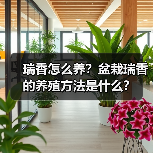 瑞香怎么养？盆栽瑞香的养殖方法是什么？(图2)