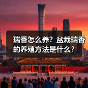瑞香怎么养？盆栽瑞香的养殖方法是什么？(图4)