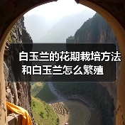 白玉兰的花期栽培方法和白玉兰怎么繁殖(图4)