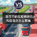 白玉兰的花期栽培方法和白玉兰怎么繁殖(图1)