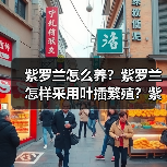 紫罗兰怎么养？紫罗兰怎样采用叶插繁殖？紫罗兰的种类有哪些？(图1)