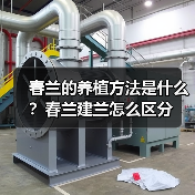 春兰的养植方法是什么？春兰建兰怎么区分(图3)