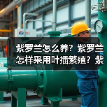 紫罗兰怎么养？紫罗兰怎样采用叶插繁殖？紫罗兰的种类有哪些？(图2)