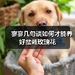 寥寥几句谈如何才能养好盆栽玫瑰花(图3)
