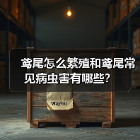 鸢尾怎么繁殖和鸢尾常见病虫害有哪些？(图3)