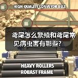 鸢尾怎么繁殖和鸢尾常见病虫害有哪些？(图1)