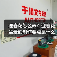 迎春花怎么养？迎春花盆景的制作要点是什么？(图1)