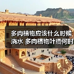 多肉植物应该什么时候浇水 多肉植物叶插何时浇水(图4)