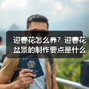 迎春花怎么养？迎春花盆景的制作要点是什么？(图4)