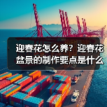 迎春花怎么养？迎春花盆景的制作要点是什么？(图3)