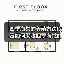 四季海棠的养殖方法以及如何采收四季海棠的种子(图3)