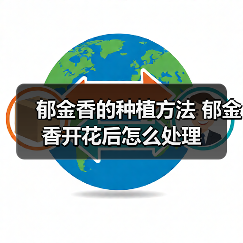 郁金香的种植方法 郁金香开花后怎么处理(图2)