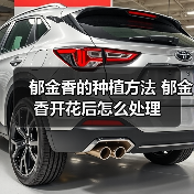 郁金香的种植方法 郁金香开花后怎么处理(图1)