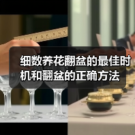 细数养花翻盆的最佳时机和翻盆的正确方法(图3)