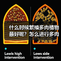 什么时候繁殖多肉植物最好呢？怎么进行多肉叶插繁殖？(图2)
