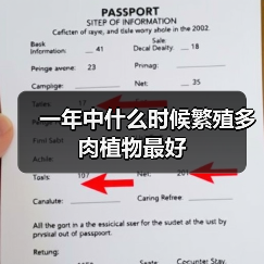 一年中什么时候繁殖多肉植物最好(图2)