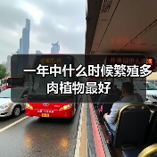 一年中什么时候繁殖多肉植物最好(图1)