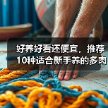 好养好看还便宜，推荐10种适合新手养的多肉，附养护方法(图2)