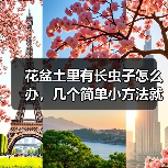 花盆土里有长虫子怎么办，几个简单小方法就可以消灭掉(图3)