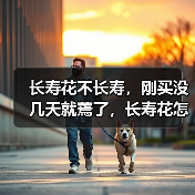 长寿花不长寿，刚买没几天就蔫了，长寿花怎么养小手册(图1)