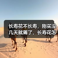 长寿花不长寿，刚买没几天就蔫了，长寿花怎么养小手册(图4)