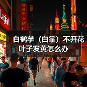 白鹤芋（白掌）不开花叶子发黄怎么办(图1)