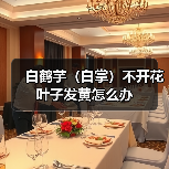 白鹤芋（白掌）不开花叶子发黄怎么办(图3)