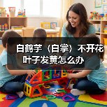 白鹤芋（白掌）不开花叶子发黄怎么办(图4)